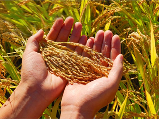 點(diǎn)擊瀏覽下一頁